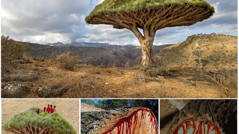 Dragon Blood Tree: These centuries-old trees ‘bleed’ ‎