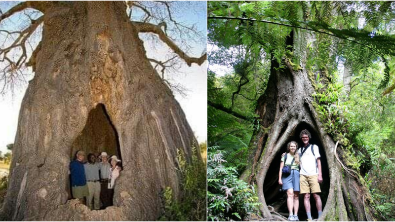 Unveiling The Mystery Behind The Timeless Grandeur Of Ancient Trees